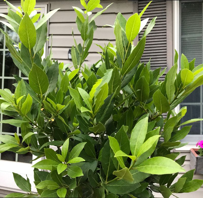 Bay Leaves