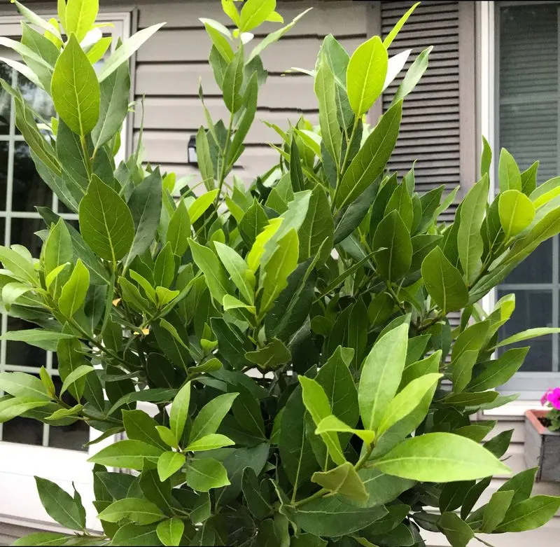 Bay Leaves