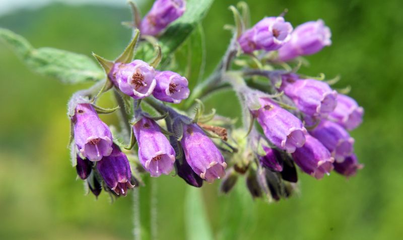 Comfrey
