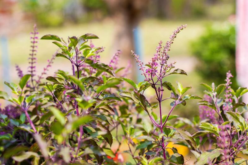 Basil (Holy)