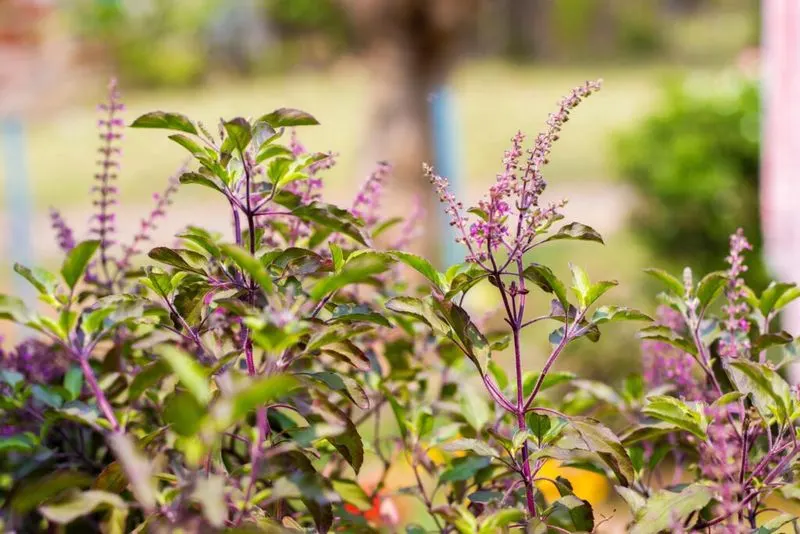 Basil (Holy)