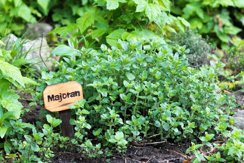 Marjoram