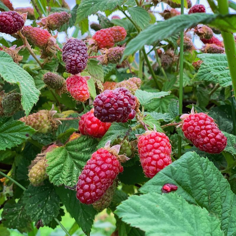 Tayberries
