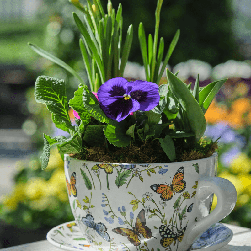 Teapot Planters