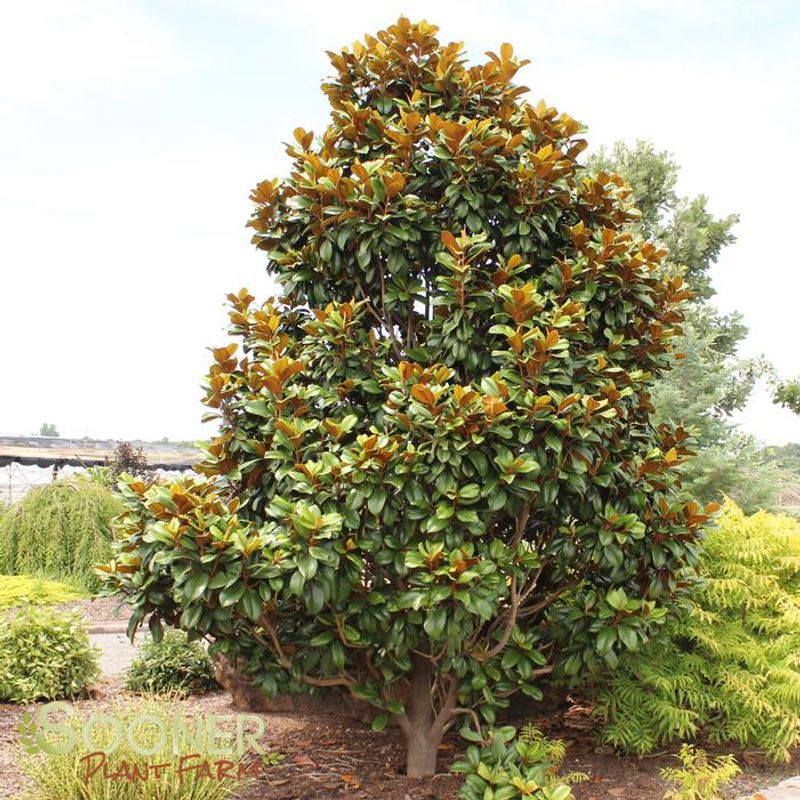 Teddy Bear Magnolia
