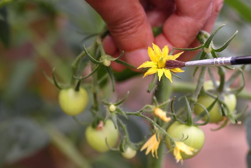 Pollination Assistance