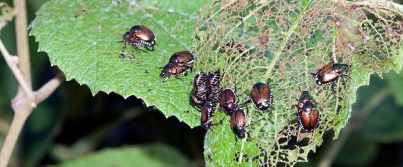 Pest Control