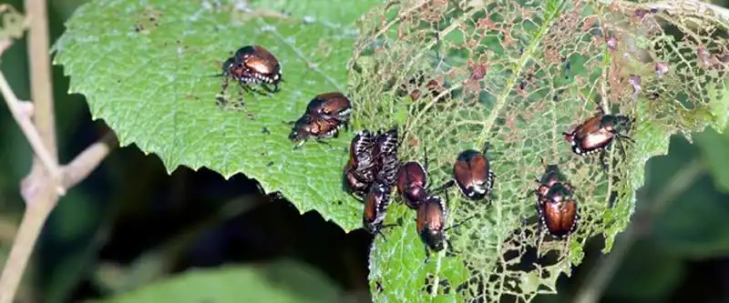 Pest Control