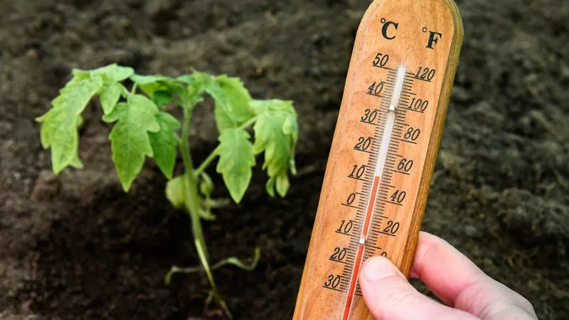 Temperature Fluctuations