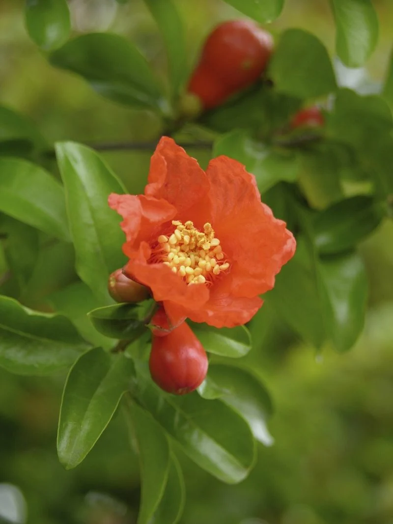 Pollination Process