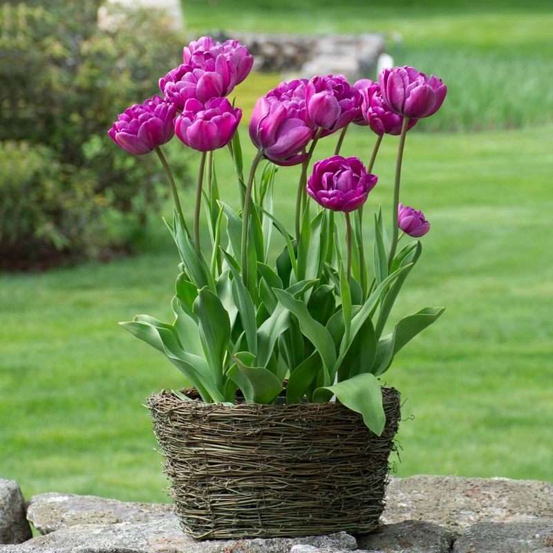 Tender Tulips