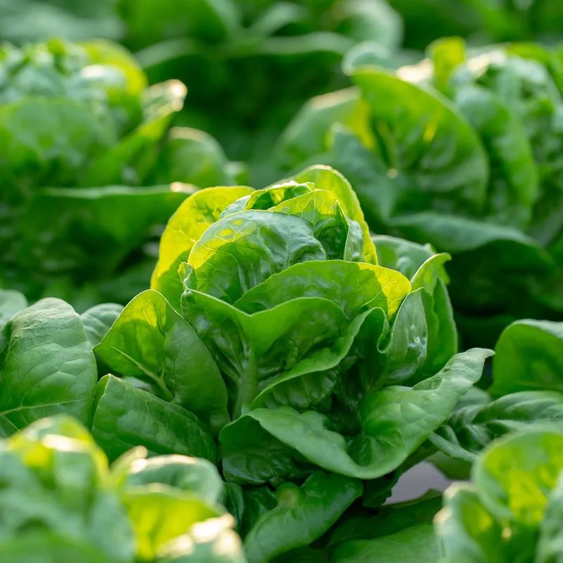 Tennis Ball Lettuce