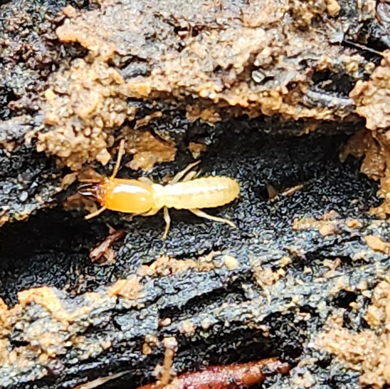 Termites