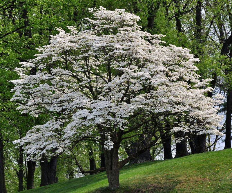 The Adaptive Dogwood