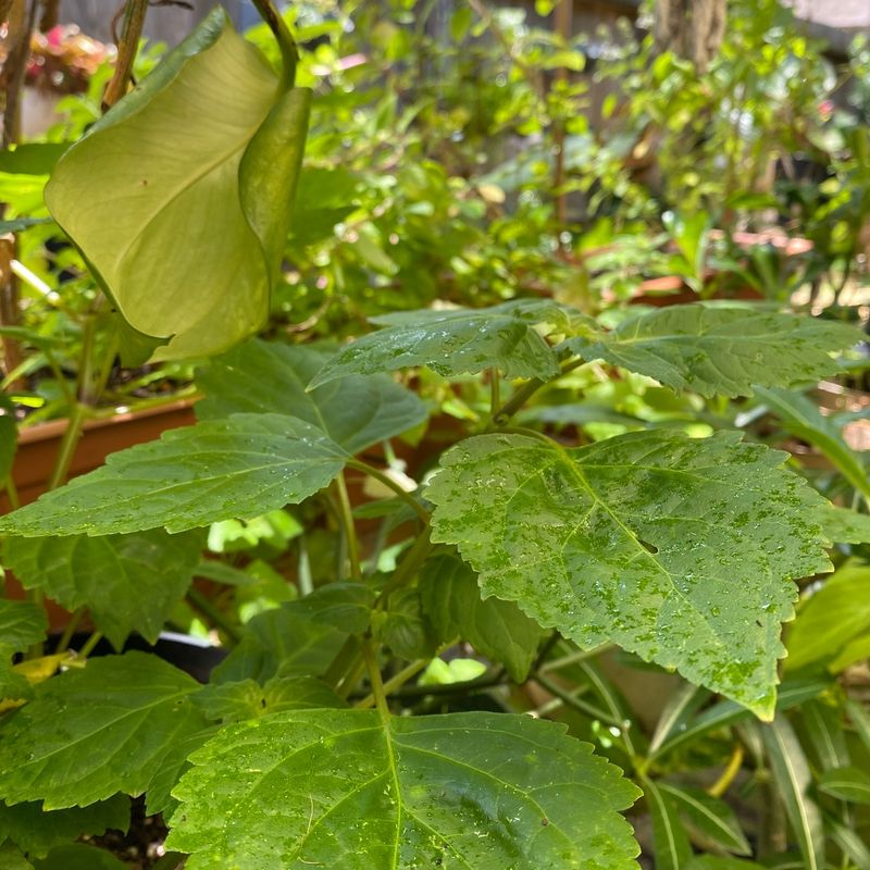 The Allure of Patchouli