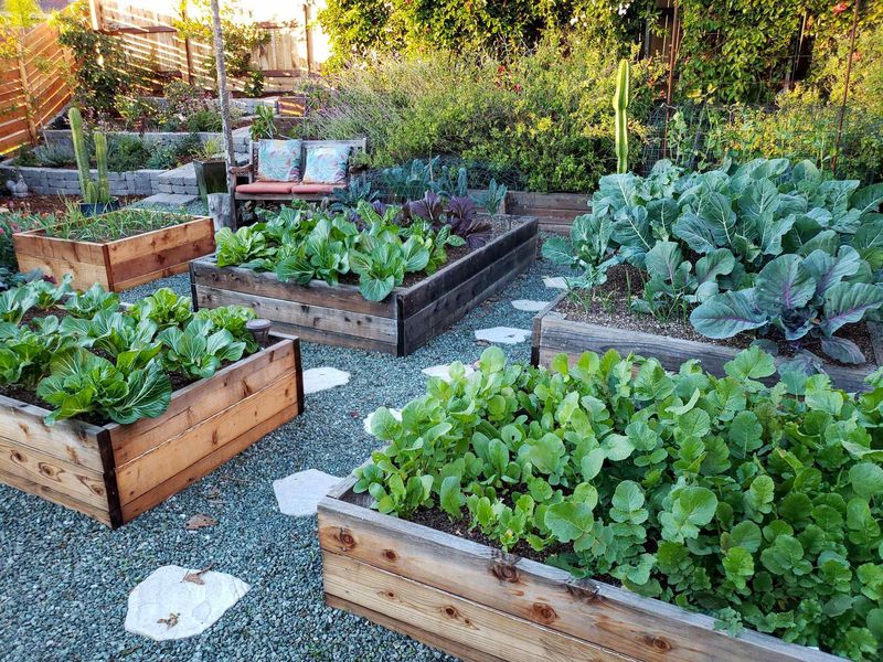 Attraction of Raised Garden Beds