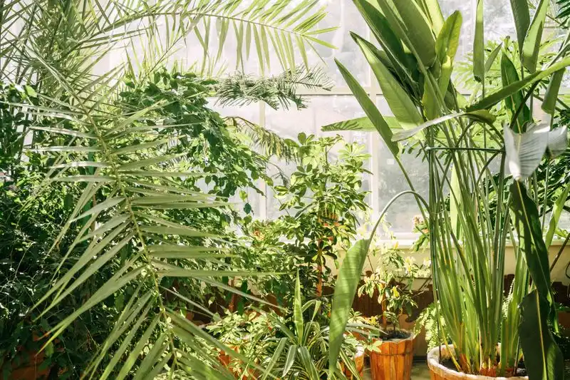 The Temptation of Exotic Plants