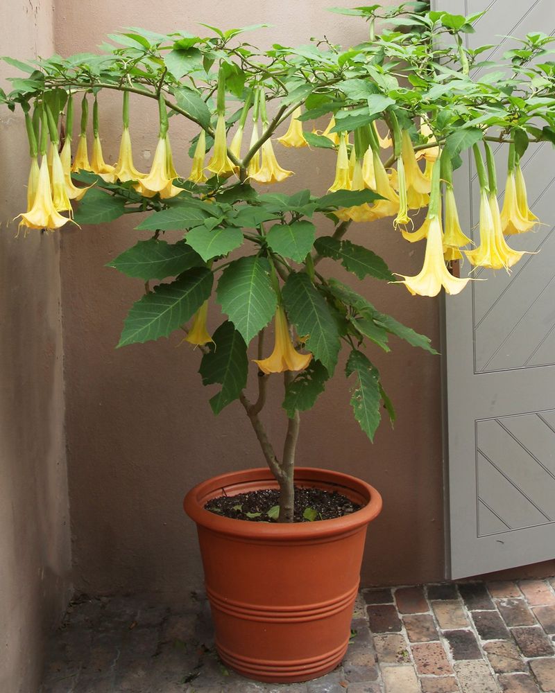 The Angel's Trumpet