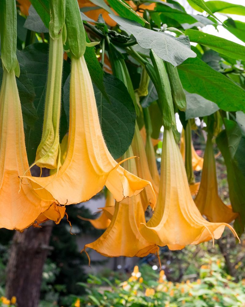 The Brugmansia