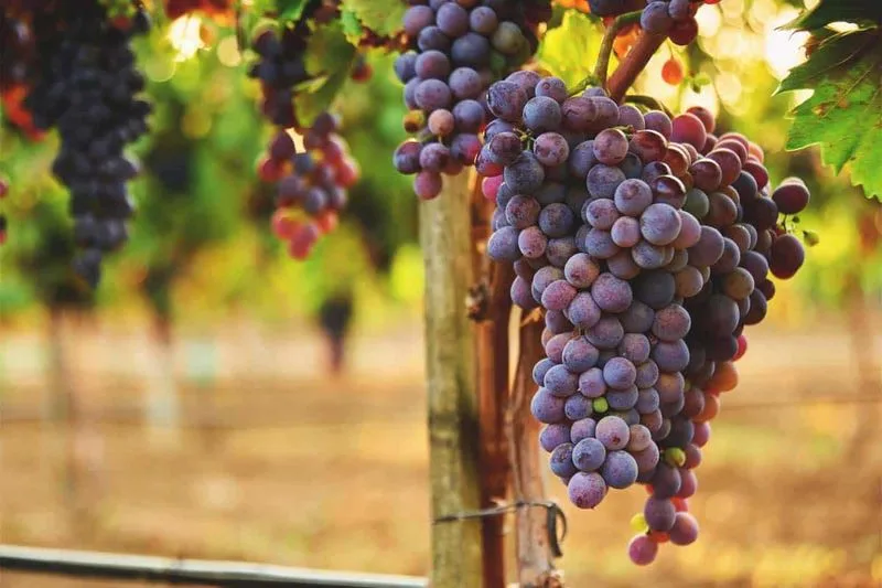 Choosing the Right Grape Variety