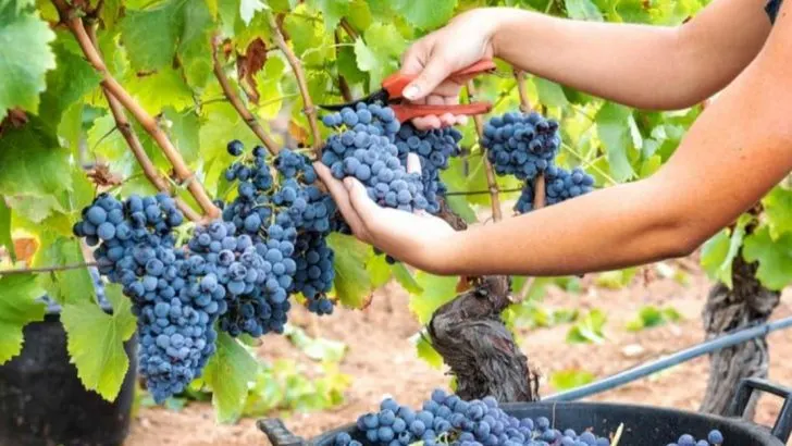 The Complete Guide to Growing Grapes: 14 Essentials for a Fruitful Harvest