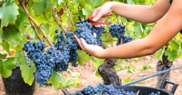 The Complete Guide to Growing Grapes: 14 Essentials for a Fruitful Harvest
