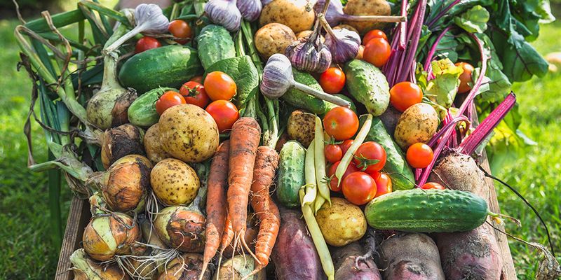 The Culinary Vegetable Patch
