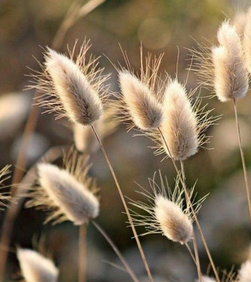 The Dancing Grasses