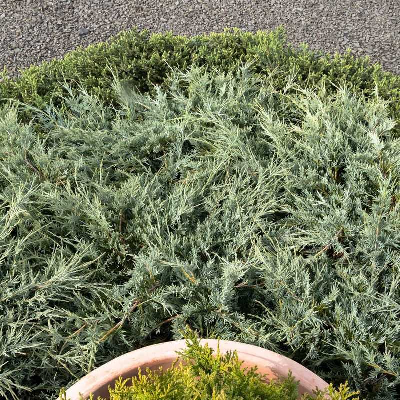 The Evergreen's Secret