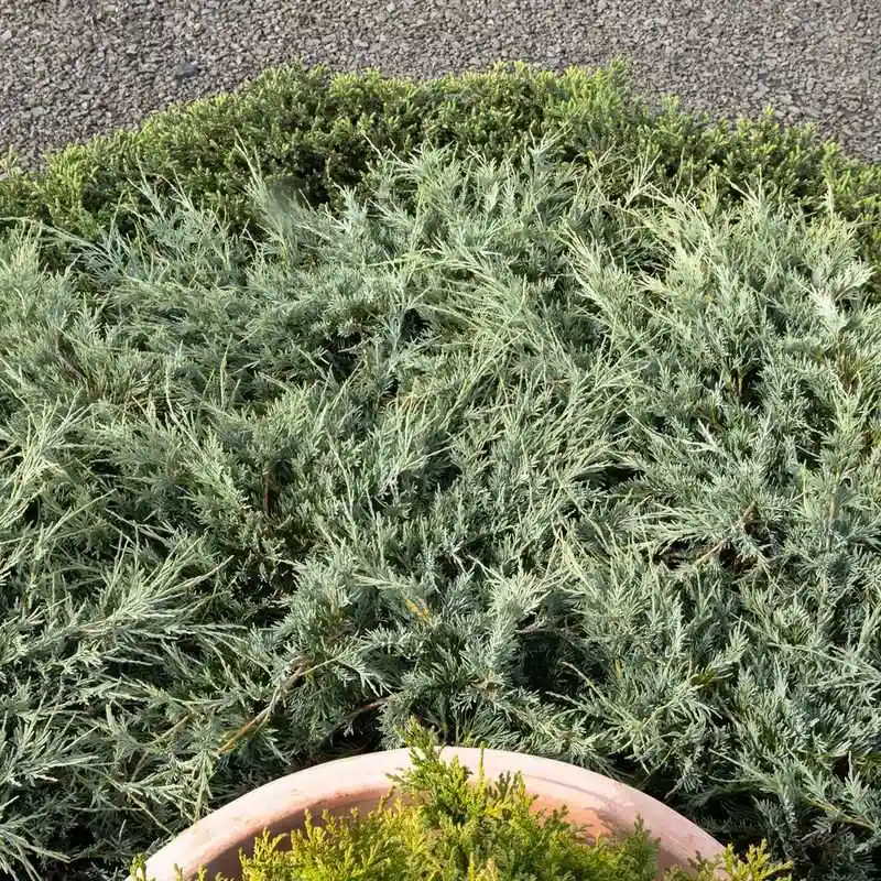 The Evergreen's Secret