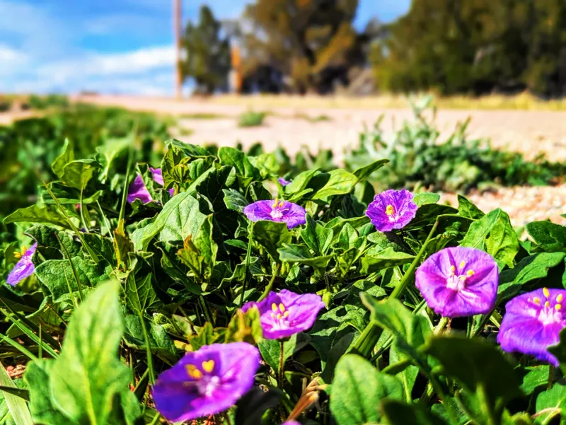 The Four O'Clock Flower
