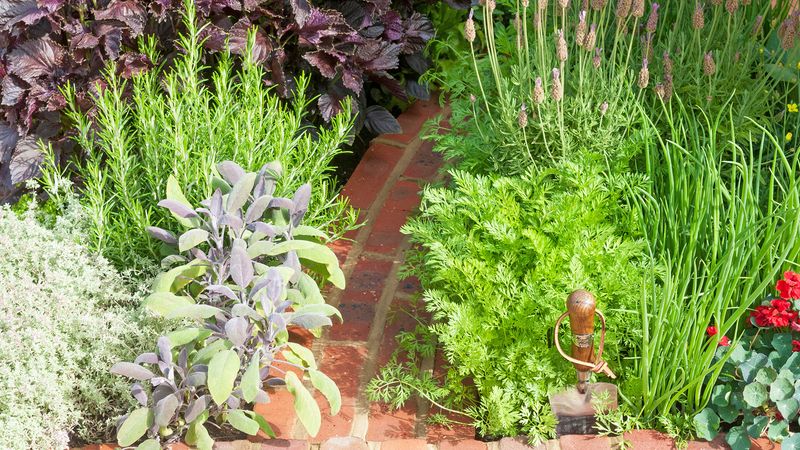 The Fragrant Herb Garden