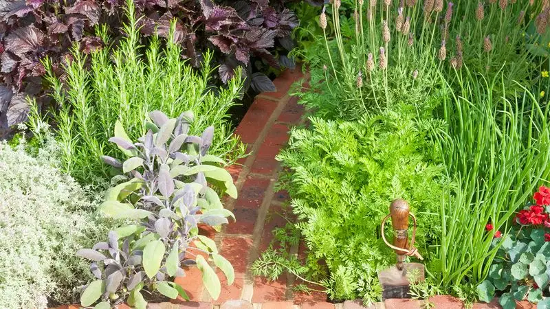 The Fragrant Herb Garden