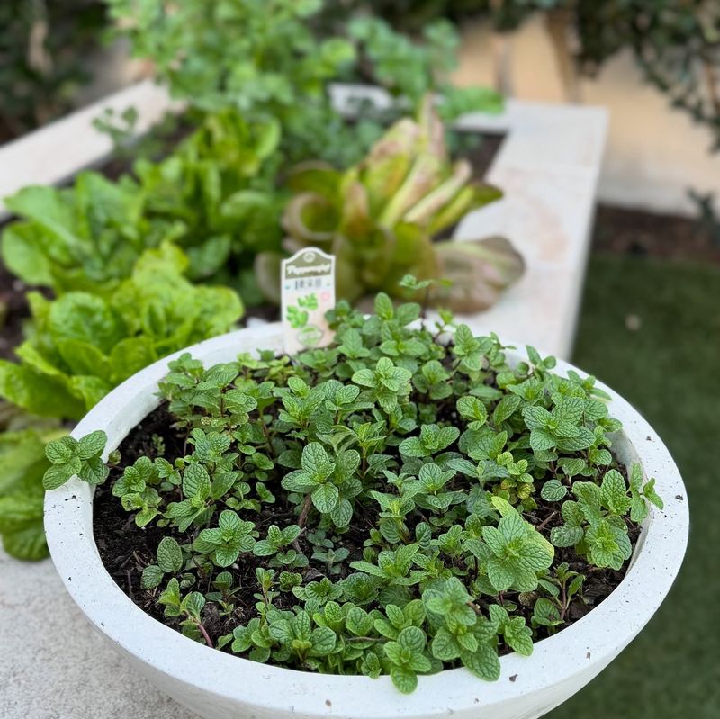 The Freshness of Mint
