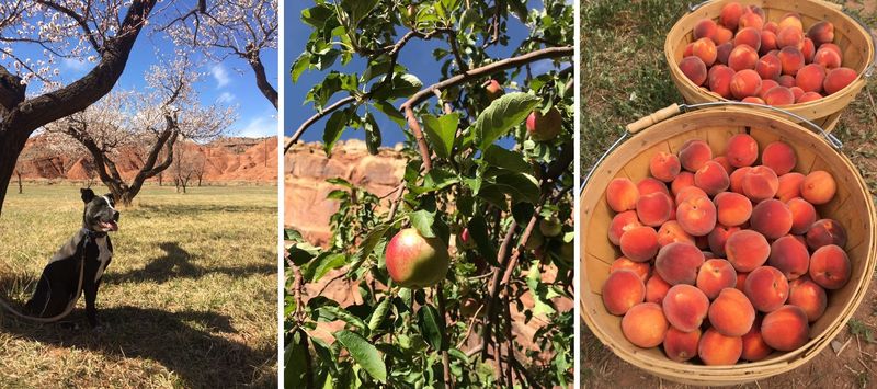 The Historic Fruit Orchard