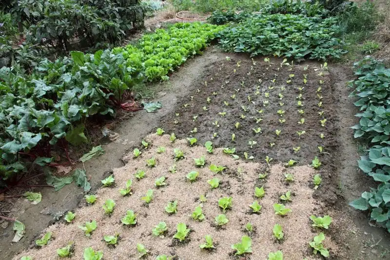 The Importance of Plant Spacing