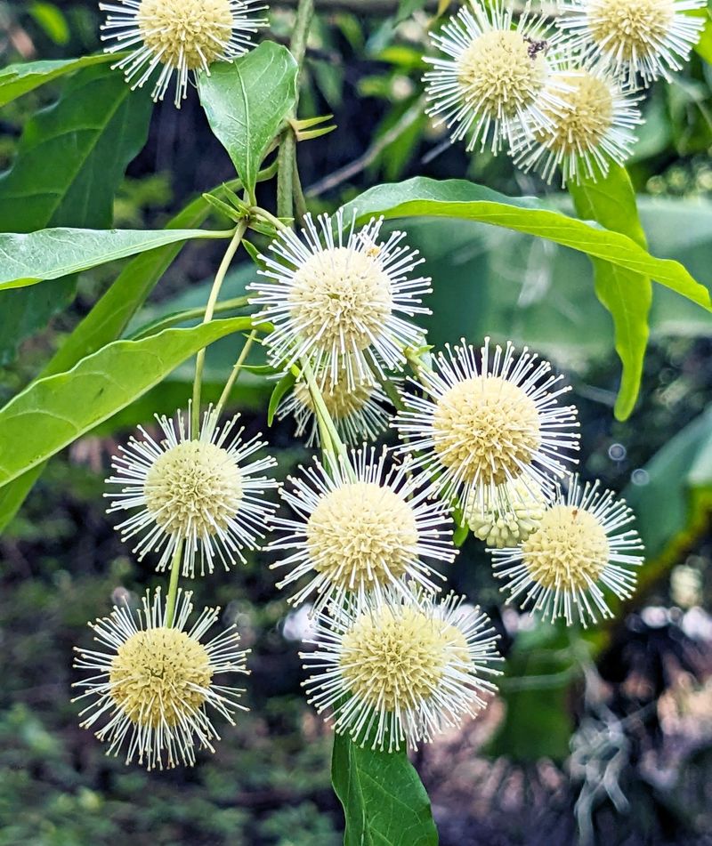The Ingenious Buttonbush