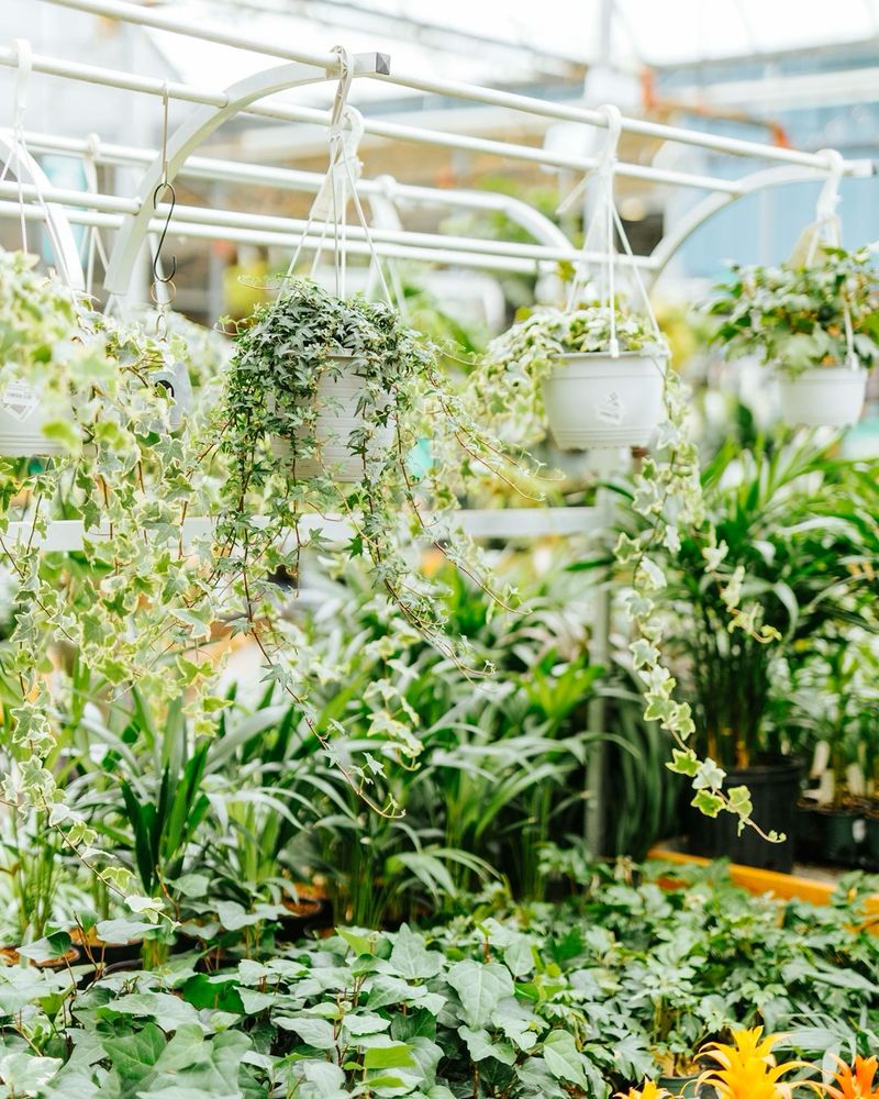 The Ivy's Elegant Embrace