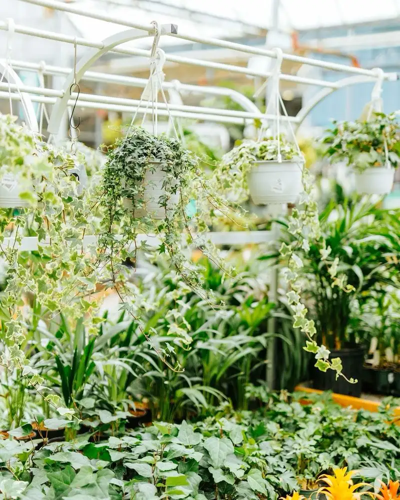 The Ivy's Elegant Embrace