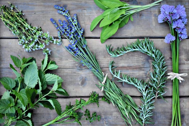 The Medicinal Plant Collection