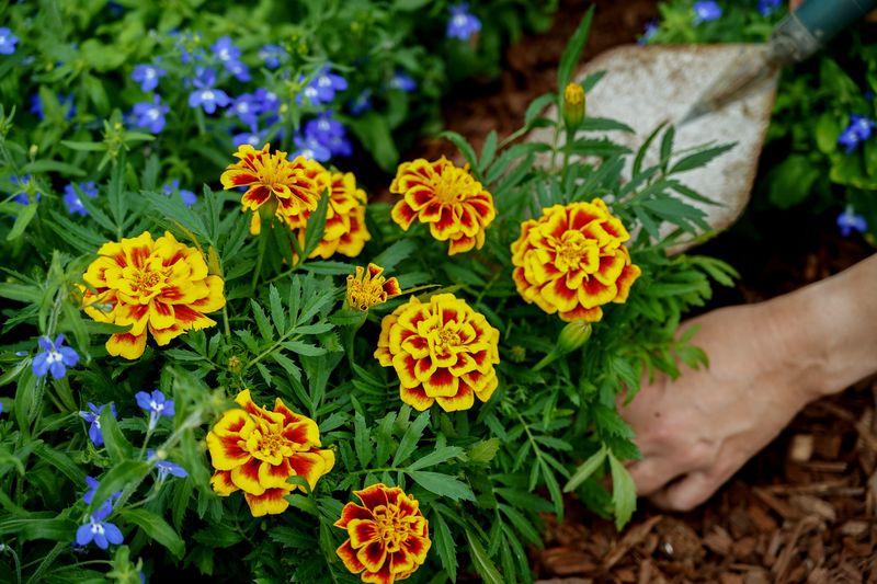 The Melodic Marigold