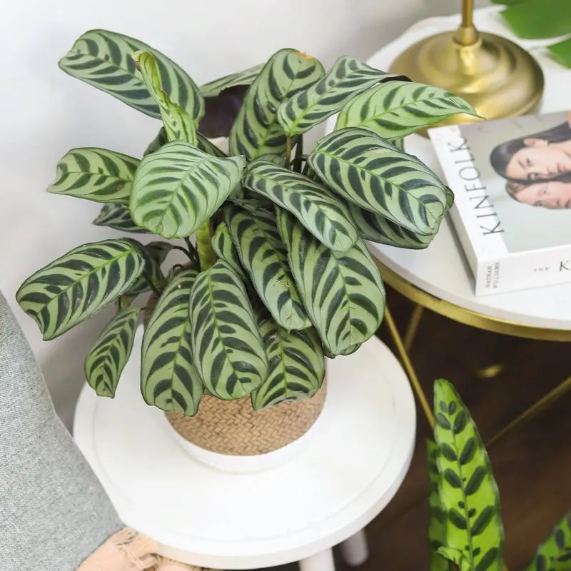 The Mesmerizing Patterns of Calathea