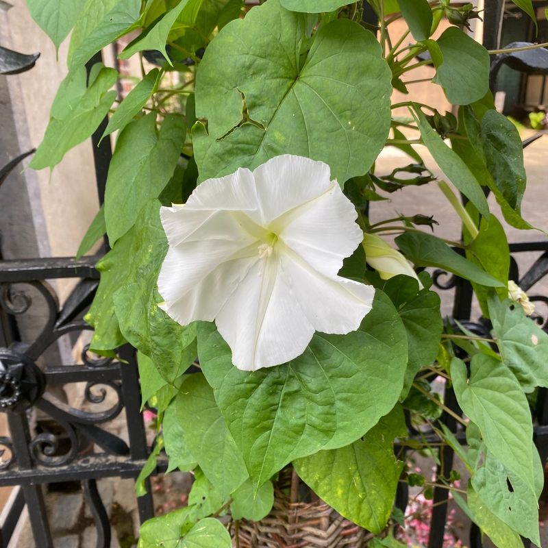 The Moonflower