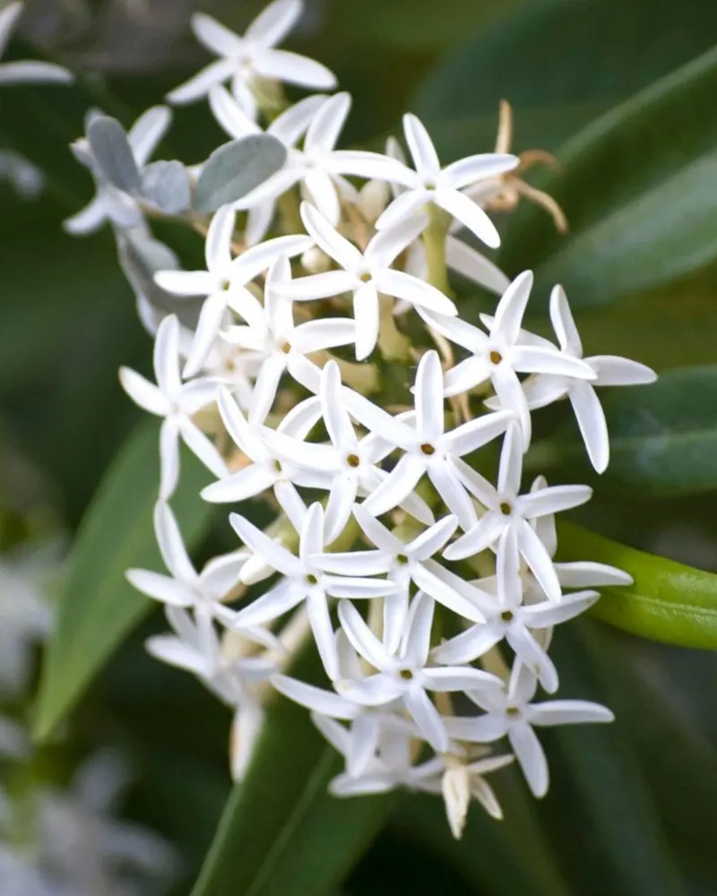 The Night-Blooming Jasmine