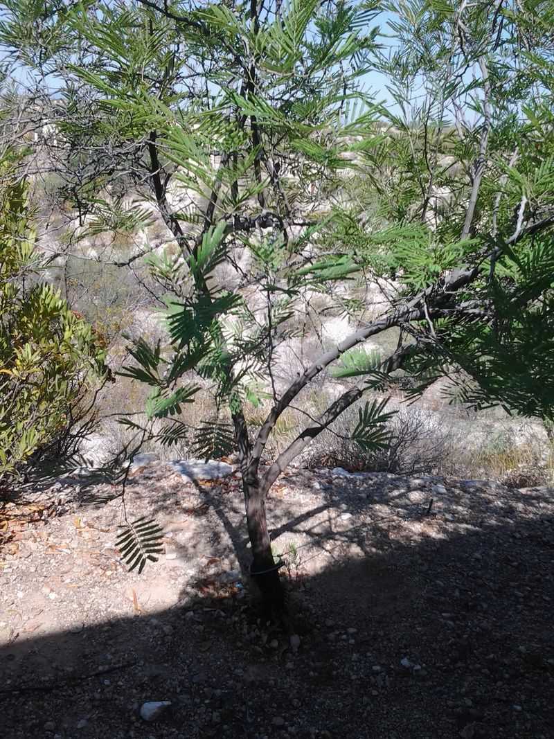 Mesquite Tree