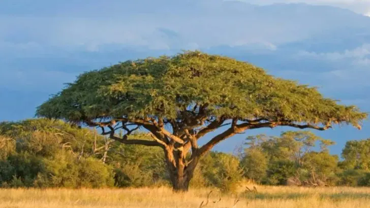 The ‘Nurse Plant’ Strategy: 14 Plants That Raise Better Plants Than You Do