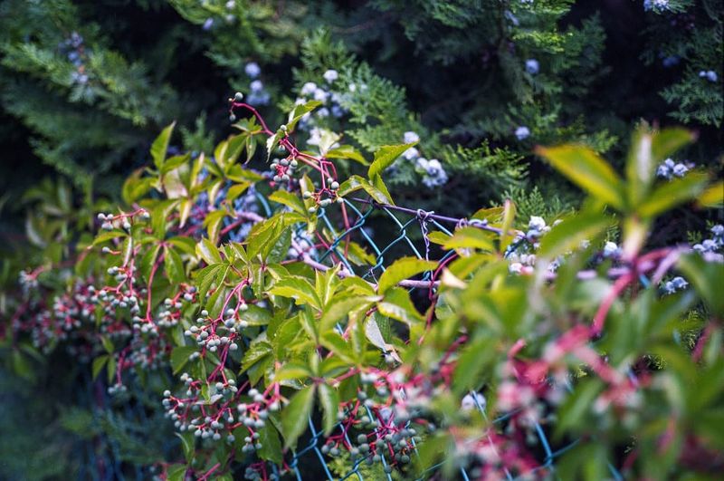 The Overzealous Vines
