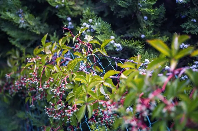 The Overzealous Vines
