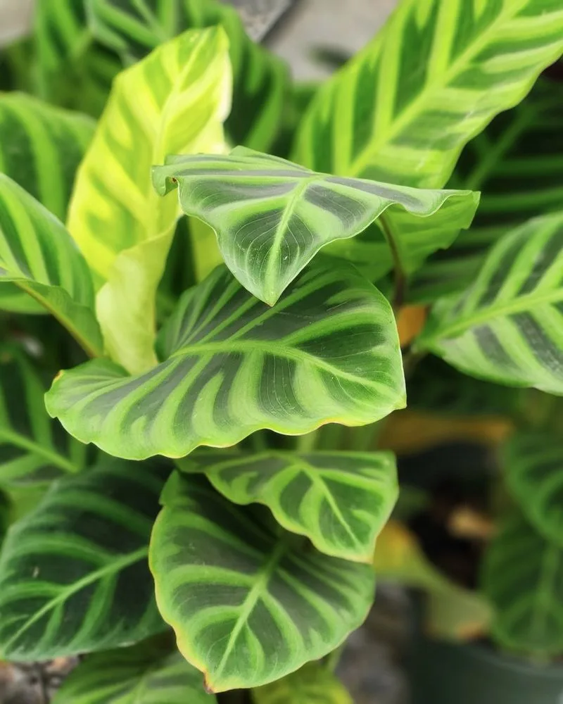 The Protective Canopy