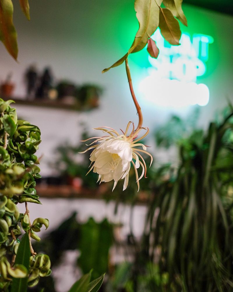 The Queen of the Night Cactus